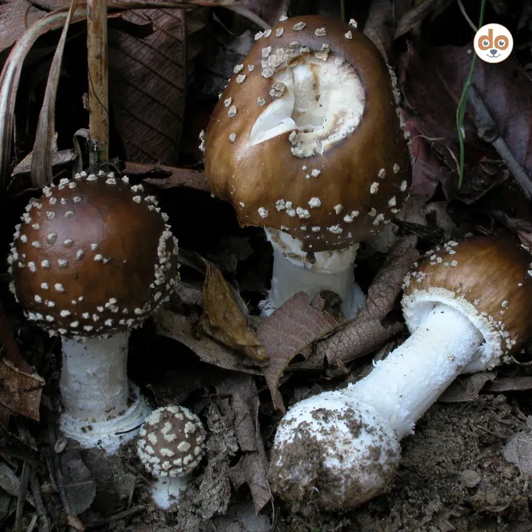 Vier Pantherpilze in verschiedenen Größen am Waldboden