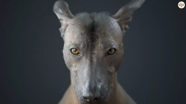 Peruanischer Nackthund Nahaufnahme Beitrag über Nackthunde