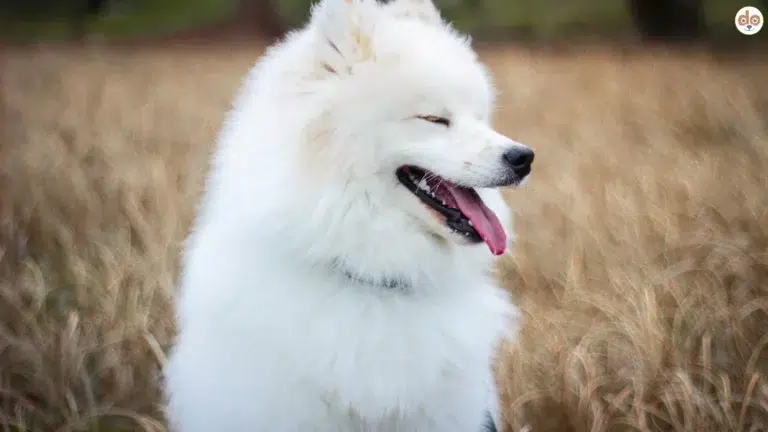 Samojede sitzt im Weizenfeld Augen geschlossen sieht aus als würde er lächeln, Sammlung Komplimente Hunde und Halter