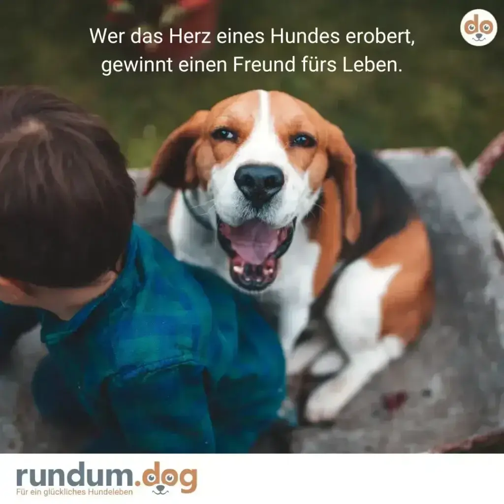Kind in blauem Shirt umarmt einen braun-weissen Beagle von hinten, der mit offenem Maul in die Kamera schaut