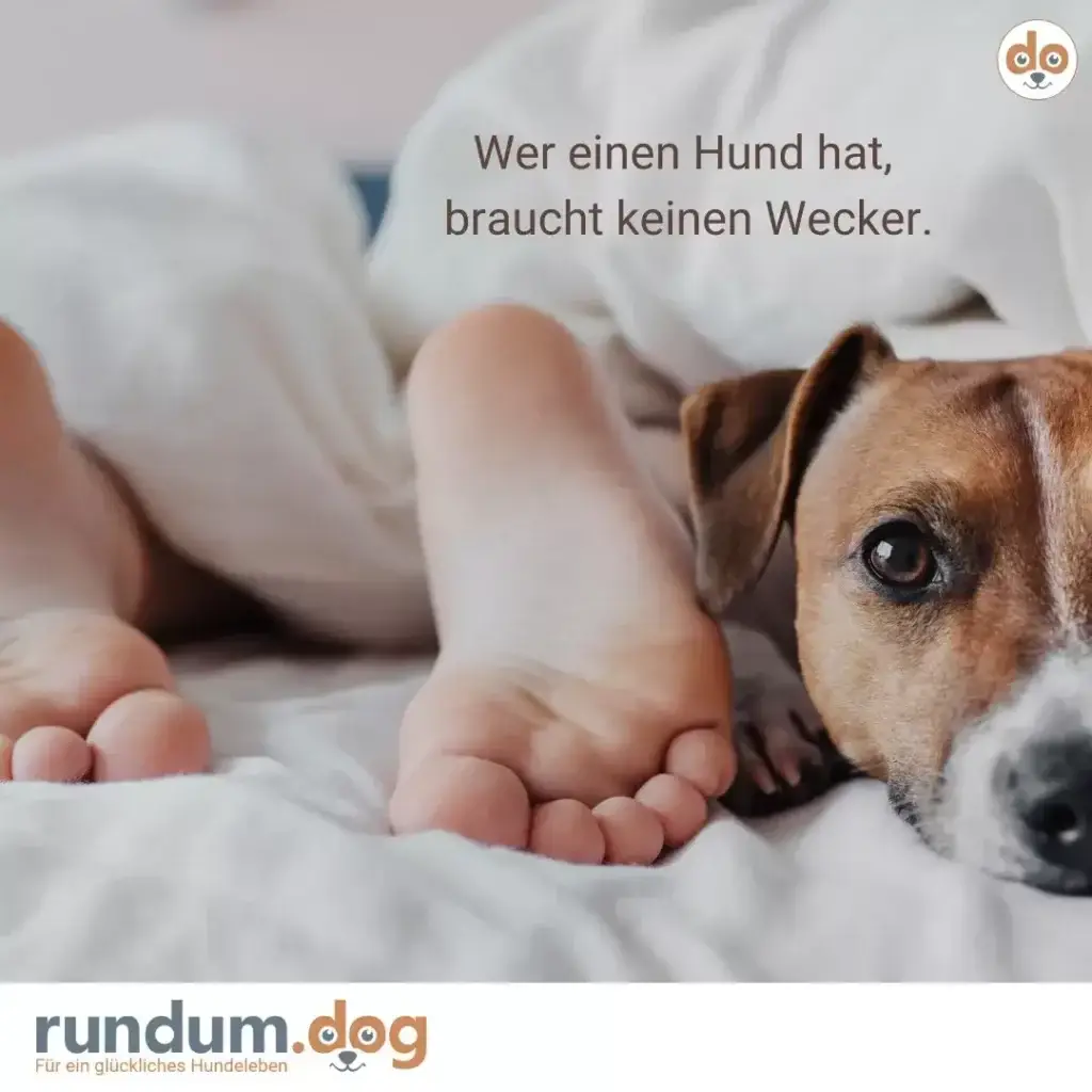 Brauner Hund liegt im Bett neben blossen Füssen einer Person auf weisser Bettwäsche