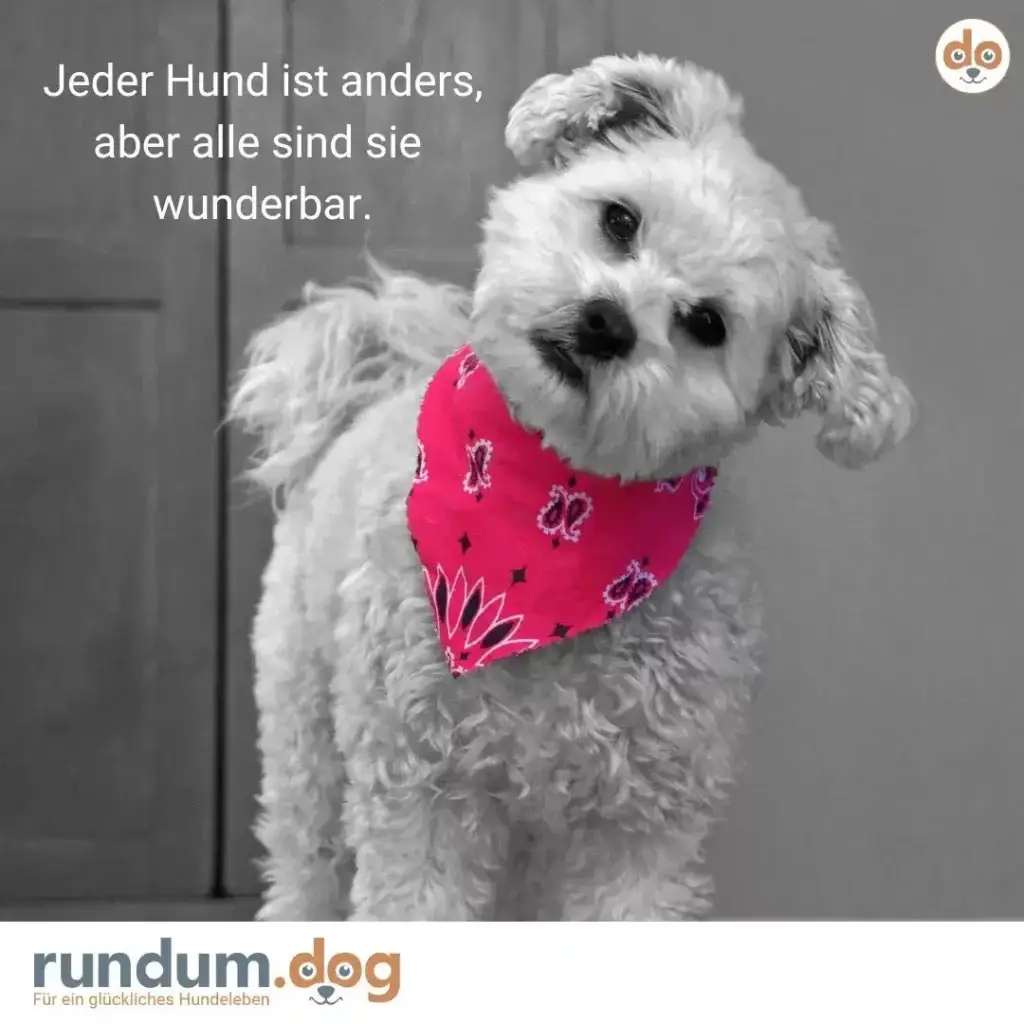 Weisser flauschiger Hund mit Kopfneigung trägt rosa Halstuch mit Muster