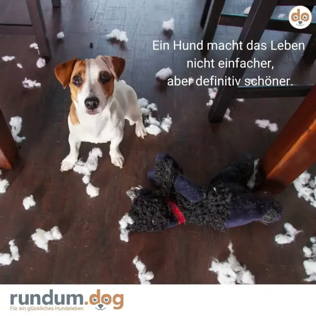 Weisser und brauner Hund sitzt inmitten von zerfetztem schwarzem Spielzeug auf dunklem Holzboden und schaut in die Kamera