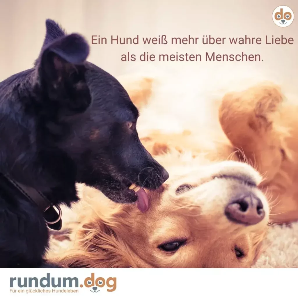Schwarzer Hund leckt sanft die Schnauze eines hellbraunen Hundes, beide liegen zusammen im Gras bei Sonnenuntergang