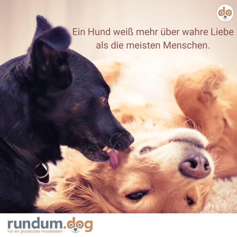 spruch wahre liebe wissen