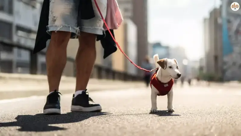 Stadt, Land, Hund: Stadthunde laut Studie ängstlicher