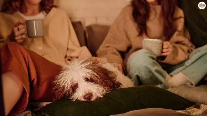 Detox-Kur mit Tee, zwei Frauen sitzen mit Hund auf der Couch und trinken Tee