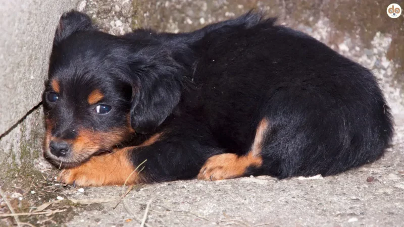 Auslandshund: Gesundheitsrisiken, Tests