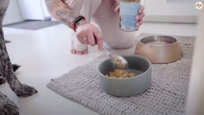 Vegane Hundeernährung