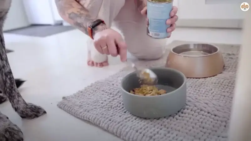 Mit oder ohne Fleisch? Mythen über Hundeernährung
