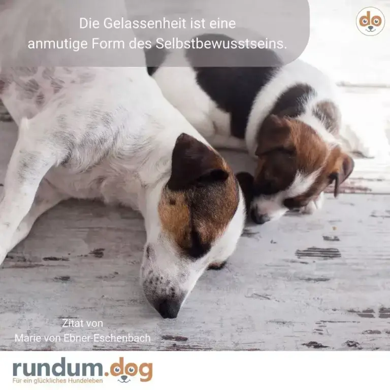 Zwei weiss-braun gefleckte Hunde schnüffeln konzentriert auf grauem Holzboden, einer im Vordergrund, einer verschwommen im Hintergrund