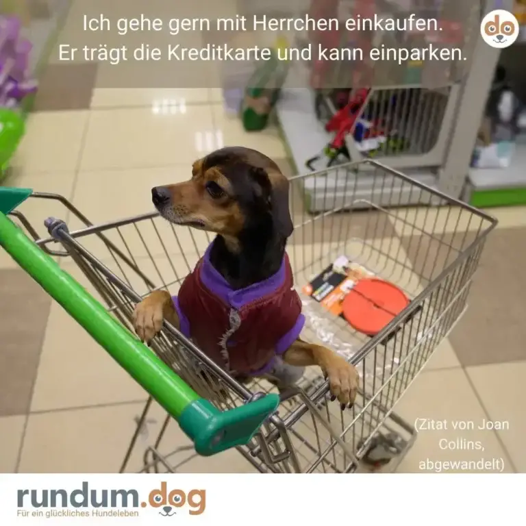 Kleiner Hund in Jacke sitzt im Einkaufswagen und hält die Griffe fest, schaut konzentriert nach vorne