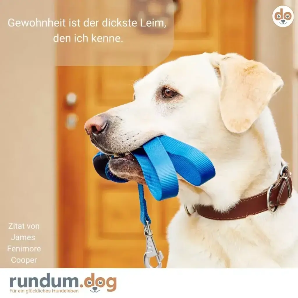 Weisser Labrador mit blauer Leine im Maul schaut konzentriert zur Seite, indoor vor gelblicher Tür