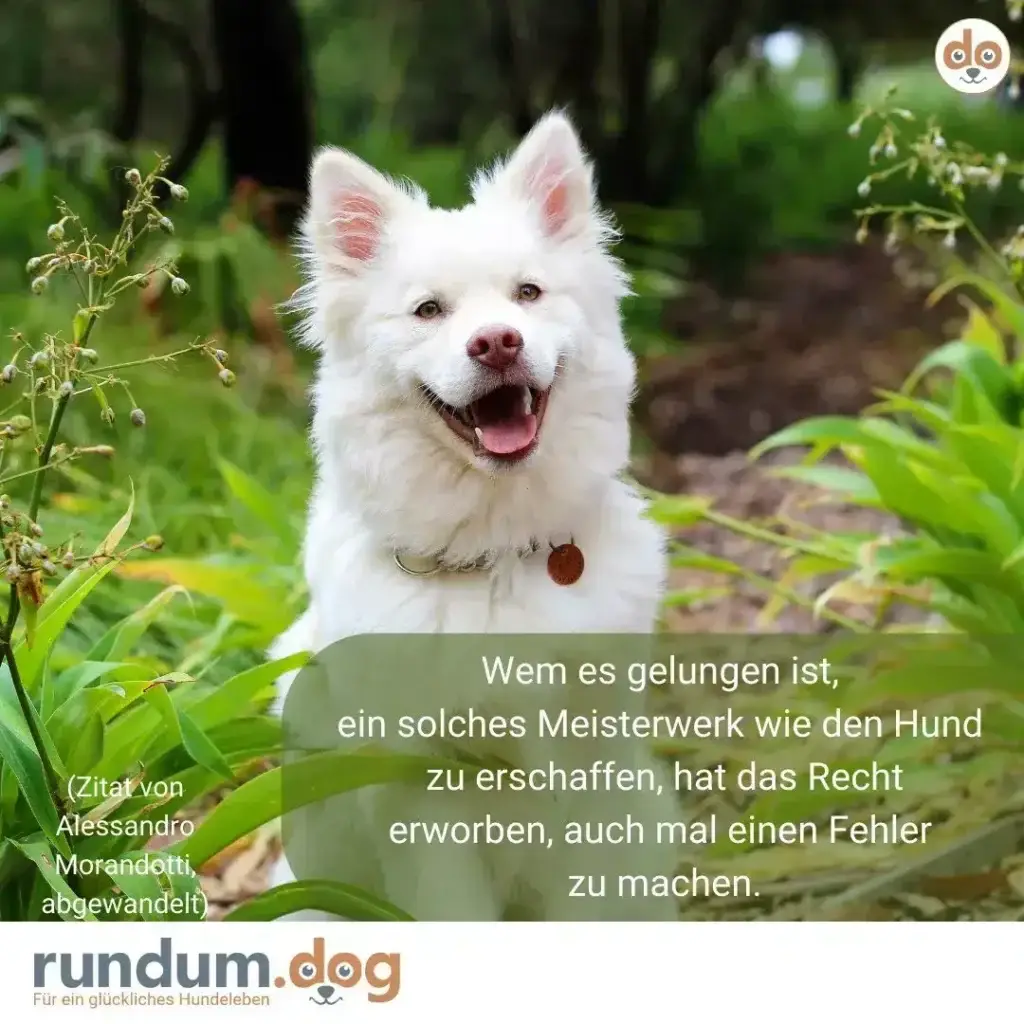 Weisser Hund mit rosa Ohren sitzt im grünen Garten, schaut lächelnd in die Kamera, trägt braunes Halsband mit Anhänger