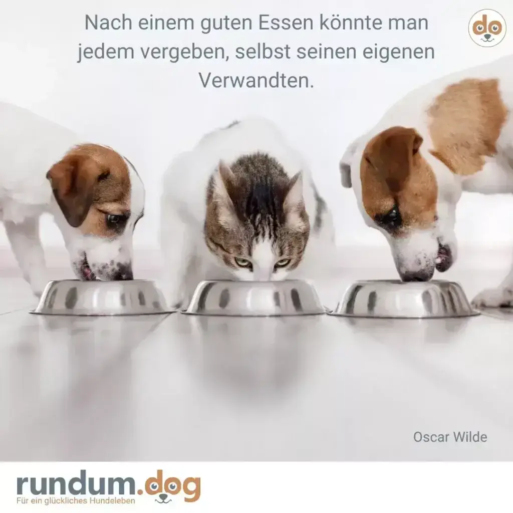 Zwei Hunde und eine Katze essen nebeneinander aus silbernen Näpfen