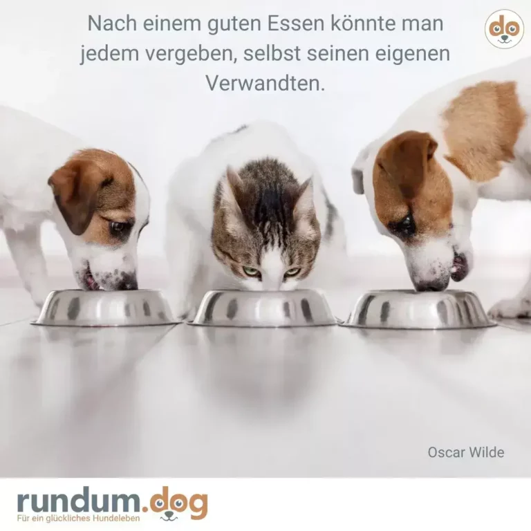 Zwei Hunde und eine Katze essen nebeneinander aus silbernen Näpfen