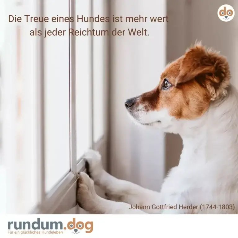 Braun-weisser Hund schaut sehnsüchtig aus dem Fenster, Pfoten an der Scheibe