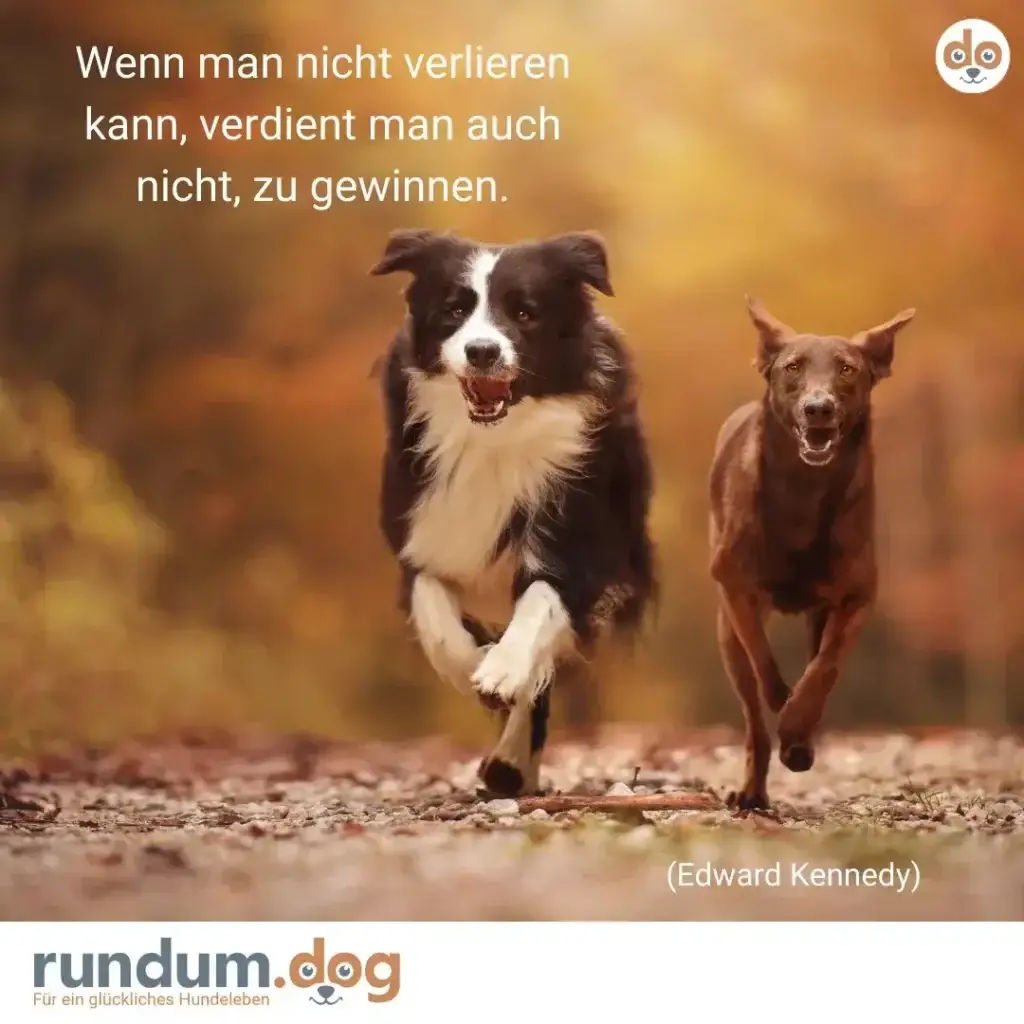 Zwei Hunde laufen nebeneinander auf Kiesweg, schwarzweisser Hund vorne, brauner Hund dahinter, beide mit offenem Maul