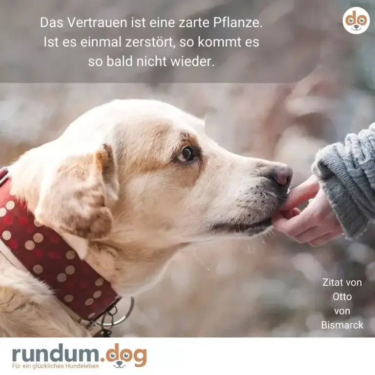 Heller Hund mit rotem gepunkteten Halsband schaut zu einer Hand auf, die ihn sanft berührt
