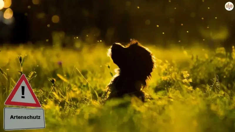 Tag des Artenschutzes und was das mit deinem Hund zu tun hat