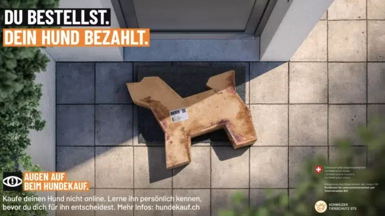 Augen auf beim Hundekauf