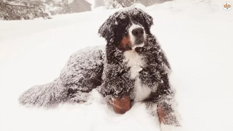 7 Typische Winterkrankheiten bei Hunden: Tipps und Hausmittel für kalte Tage
