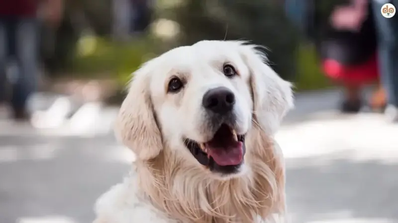 Erwartungsmanagement beim ersten Hund: Realistische Planung statt böser Überraschungen