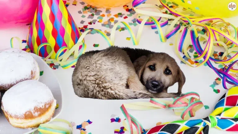 Ängstlicher Hund mit Karneval-Hintergrund aus Luftschlangen, Konfetti, Partyhut und Kreppeln