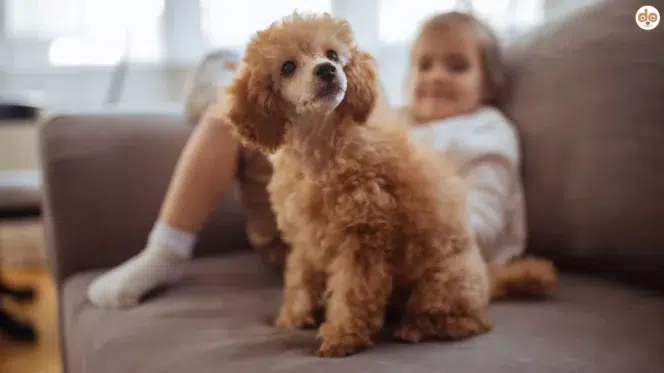 Flauschiger lockiger Hund mit Kind auf Sofa, kinderfreundliche Hunderassen