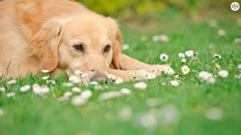 Müder Golden Retriever auf Blumenwiese mit Gänseblümchen. Frühjahrsmüdigkeit