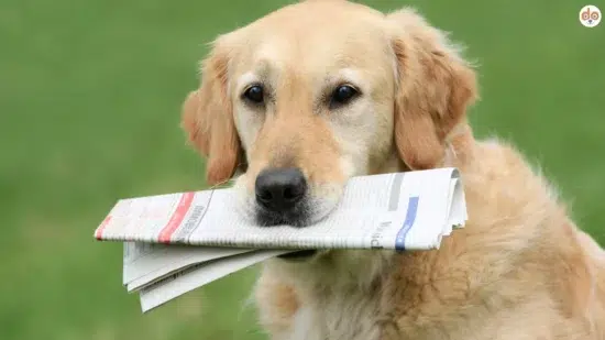 Golden Retriever als Haushaltshelfer bringt Zeitung