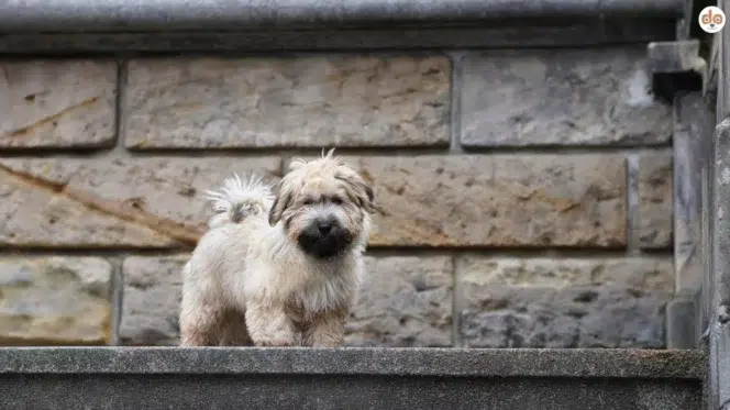 Havaneser Hund posiert auf Steintreppe vor Mauer, Anfängerhund, Familienhund