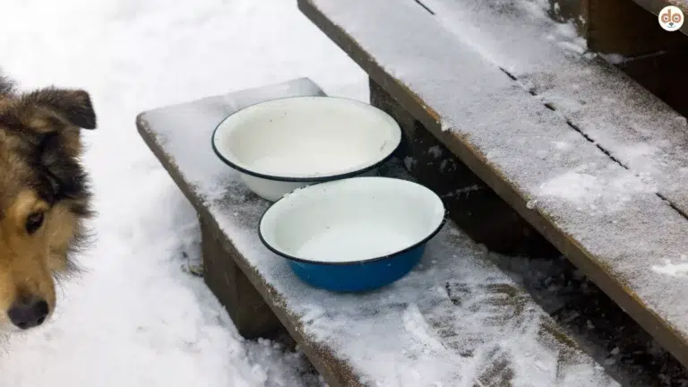Hund in winterlicher Szene draussen, zwei leere Näpfe auf Holztreppe, Futterpause