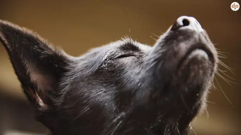 Hund mit geschlossenen Augen streckt Nase in die Luft, riecht, schnuppert, wittert, der Geruchssinn