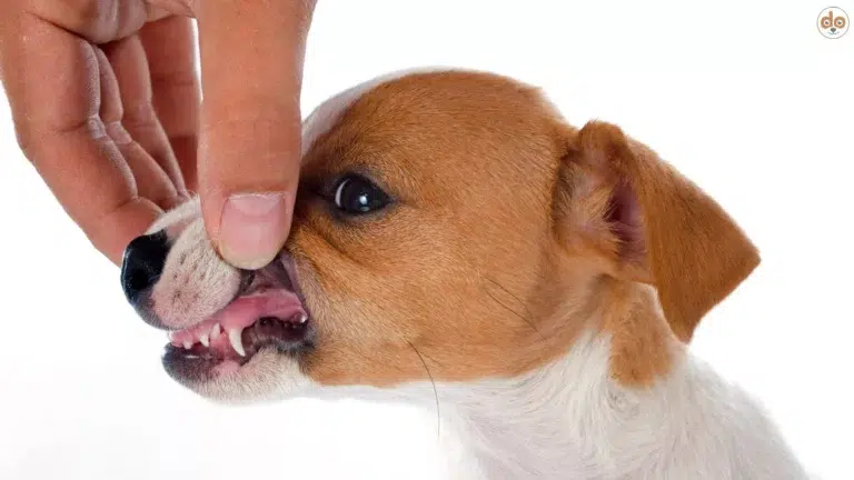 Zähne Jack Russel Welpe Zahnwechsel