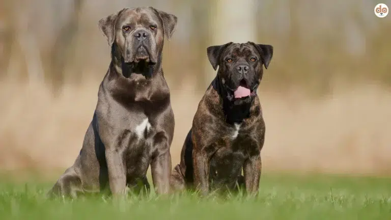 Zwei Cane Corso Hunde auf Wiese schauen zur Kamera. Als gefährlich geltende Hunderassen
