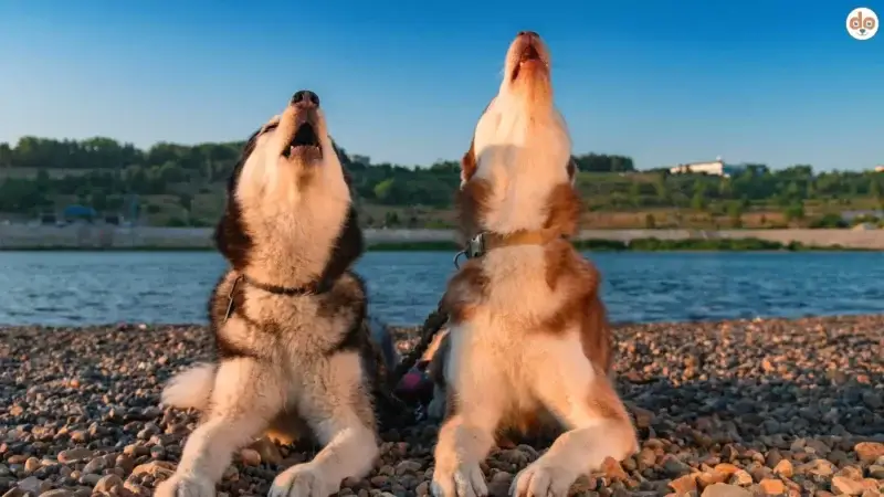 Die richtige Wassertemperatur für Hunde in jeder Situation