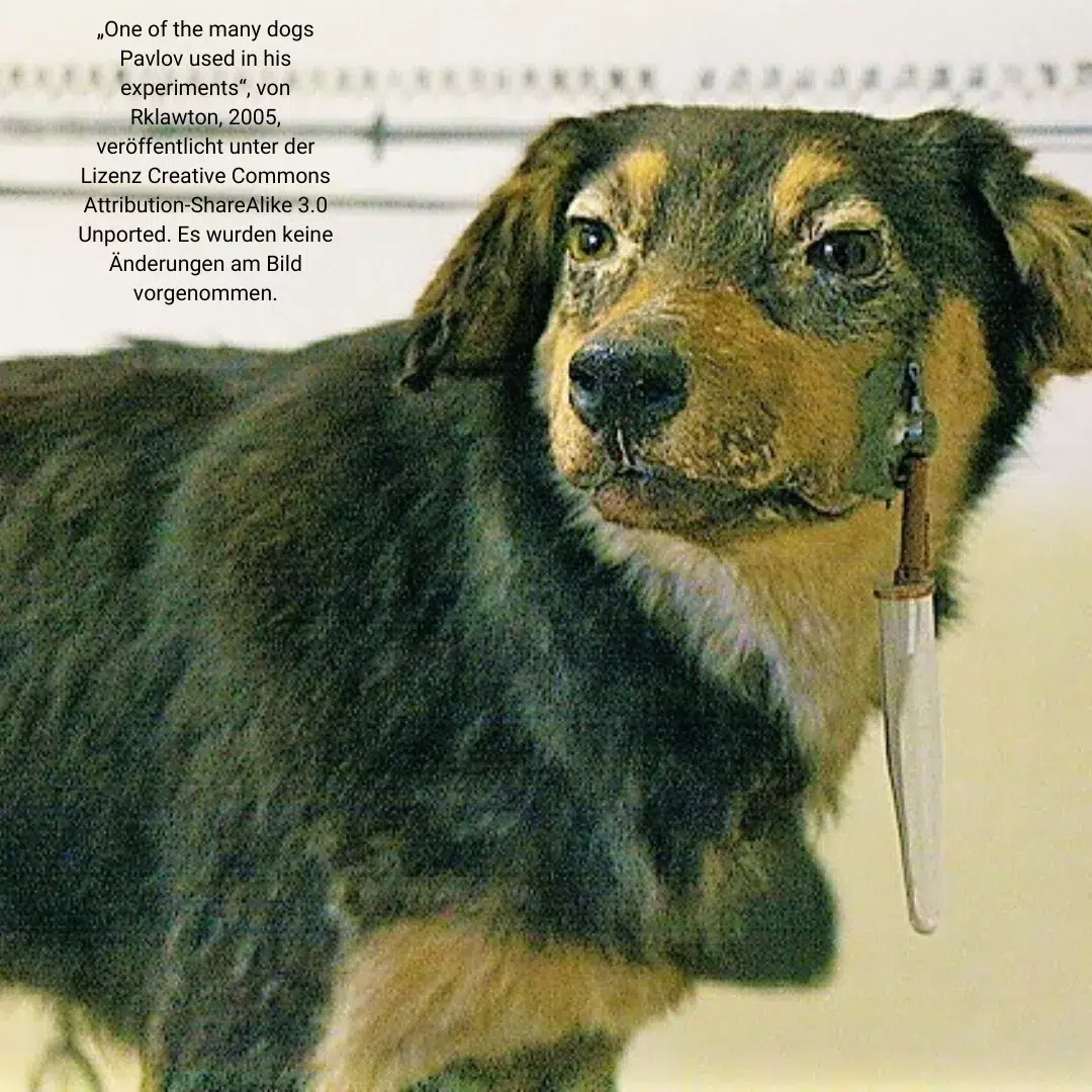 Der sogenannte Pawlowsche Hund mit im Maul implantierten Speichelauffangbehälter, ausgestellt im Museum Sankt Petersburg Russland