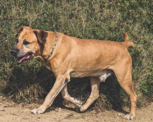 Rasseportrait Cimarrón Uruguayo