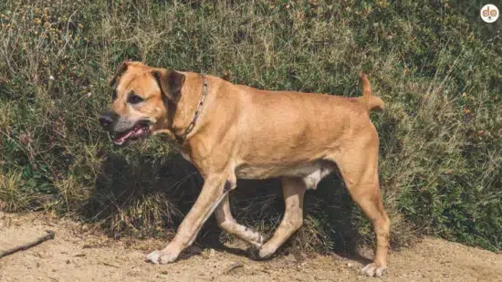 Rasseportrait Cimarrón Uruguayo