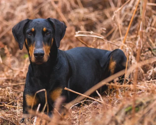 Rasseportrait Montenegrinischer Gebirgslaufhund Crnogorski Planinski Gonič