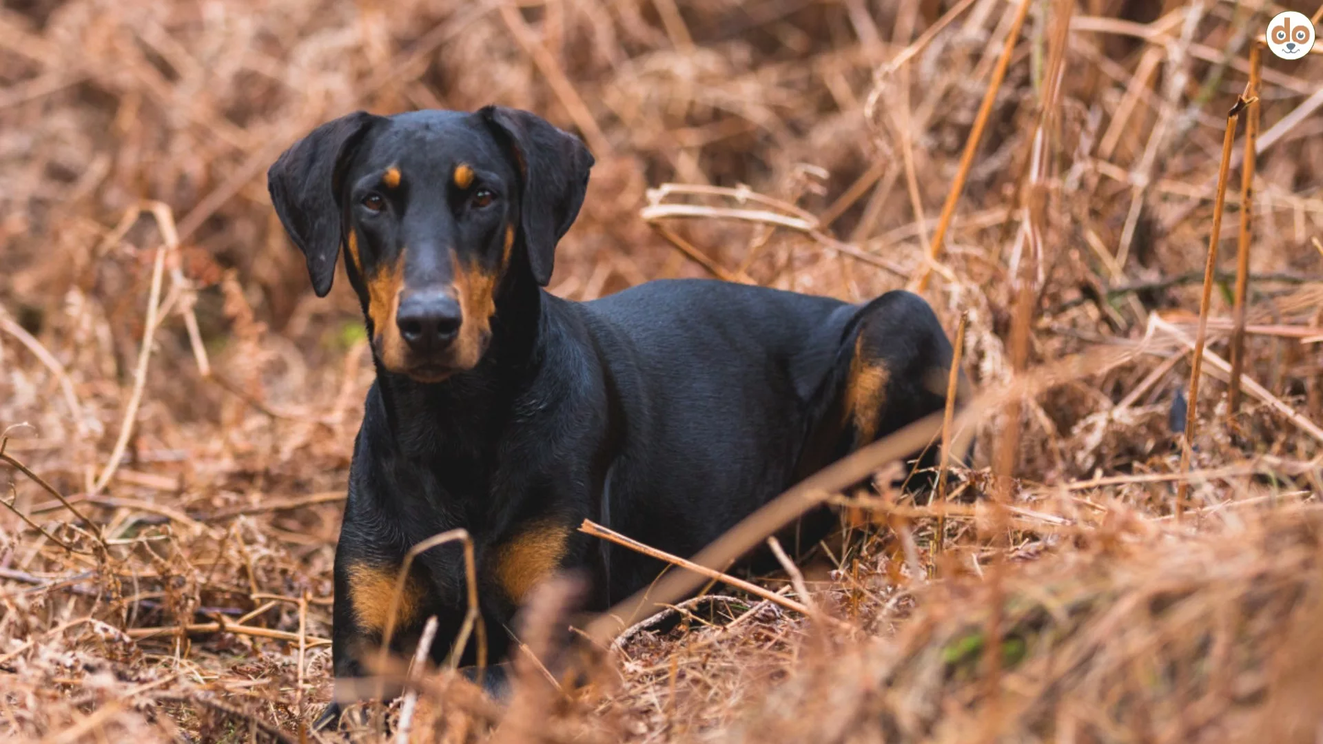 Böhmischer Schäferhund Hunderasse Charakter & Pflege