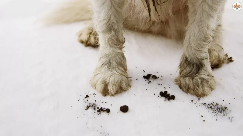 Studie zur Bakterienbelastung Hund vs. Mensch