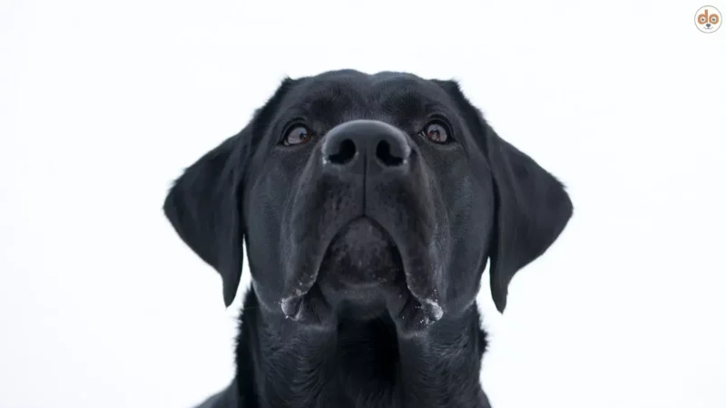 Pawlows Hunde oder Die dunkle Seite der Konditionierung