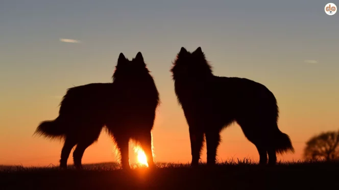 Schatten zweier Hunde vor Sonnenuntergang Panorama Natur, Lebenserwartung von Hunden