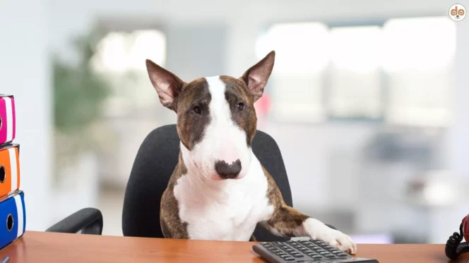 Hund sitzt am Schreibtisch mit einer Pfote auf dem Tisch, vor ihm ein Taschenrechner, Hundesteuer
