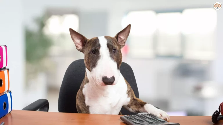 Hund sitzt am Schreibtisch mit einer Pfote auf dem Tisch, vor ihm ein Taschenrechner, Hundesteuer