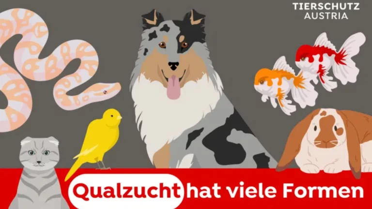 Tierschutz Austria: Qualzucht hat viele Formen