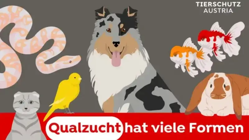 Tierschutz Austria: Qualzucht hat viele Formen