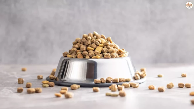 Mit Trockenfutter Pellets Brekkies überfüllter Futternapf aus Edelstahl Übergewicht bei Hunden